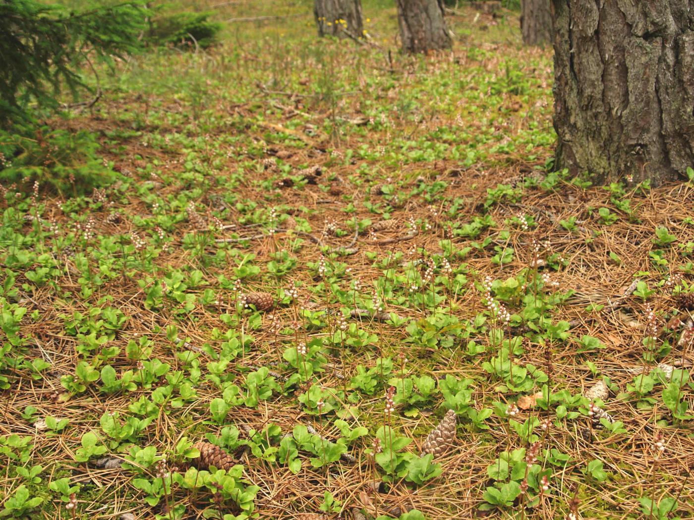 Wintergreen, Small plant